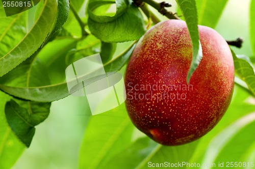 Image of Ripe peaches