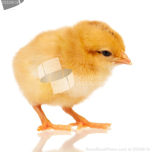 Image of Little chicken