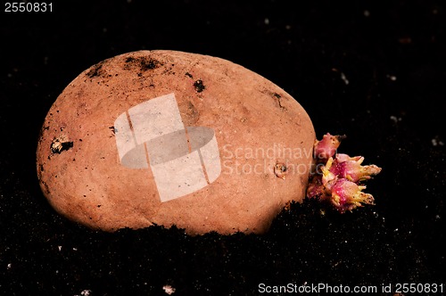 Image of Potatoes sprouts