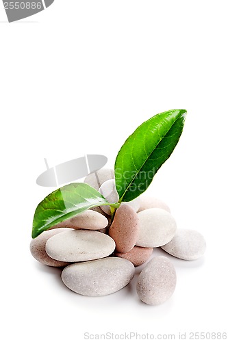 Image of heap of stones and green leaves