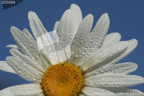 Image of Daisy