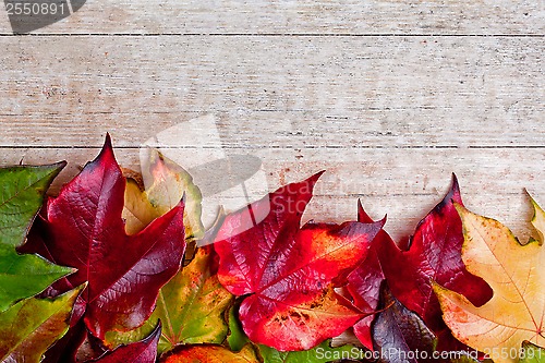 Image of autumn leaves