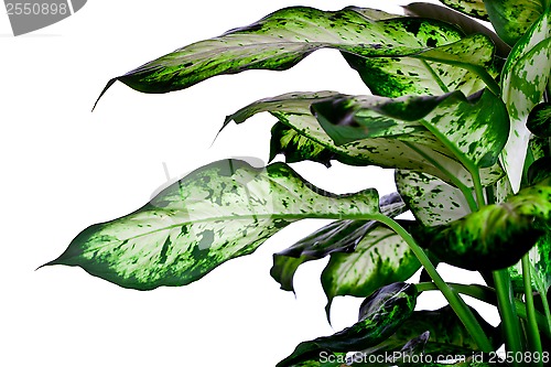 Image of Dieffenbachia