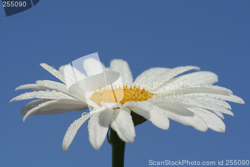 Image of Daisy