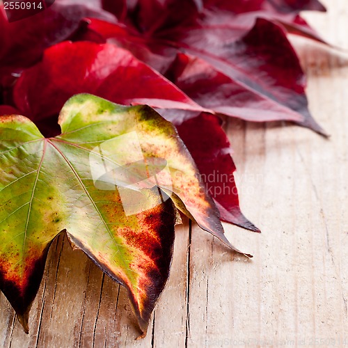 Image of autumn leaves