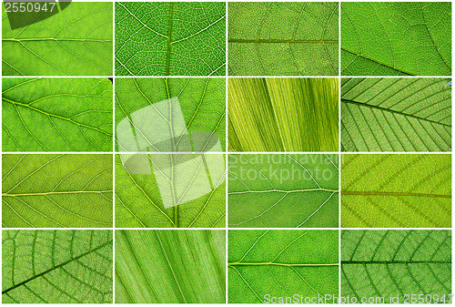 Image of Green leaves