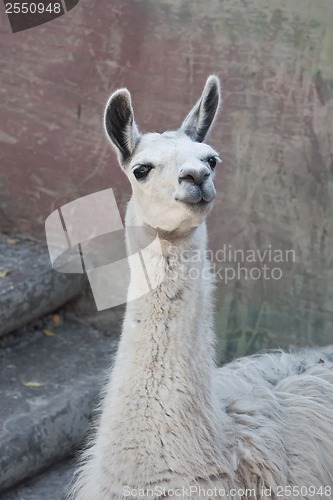 Image of Llama