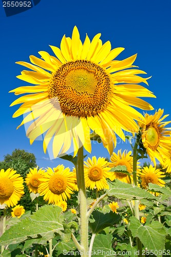 Image of Sunflower