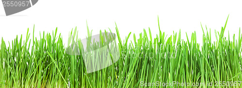 Image of Green grass