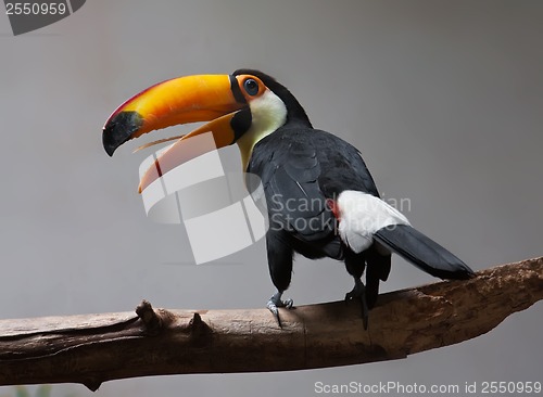 Image of Toucan