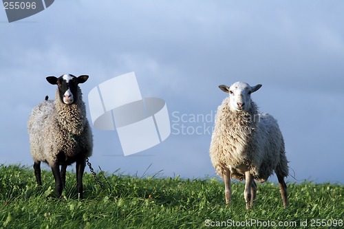 Image of Sheep