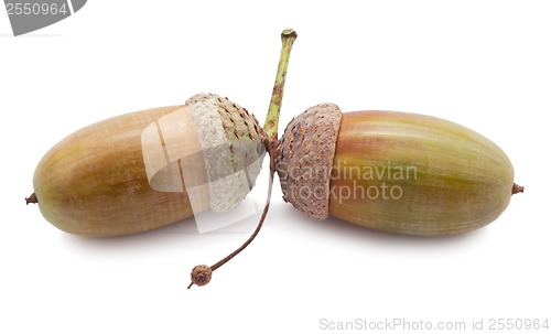 Image of Acorn