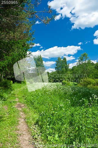 Image of Summer landscape