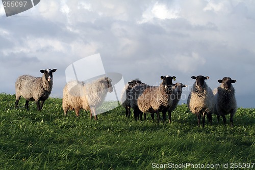 Image of Sheep