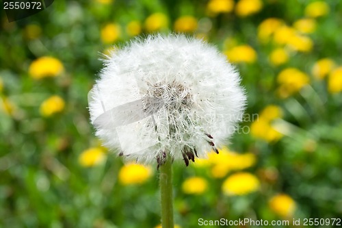 Image of Dandelion