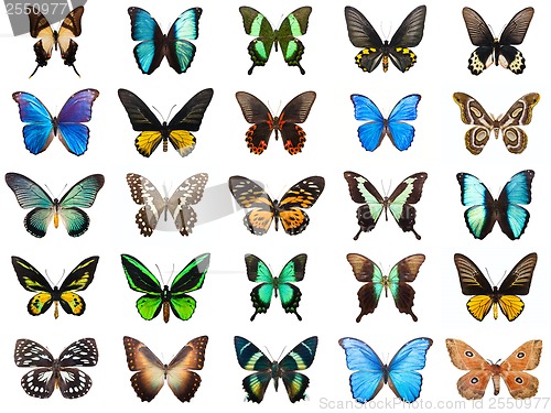 Image of Tropical butterflies