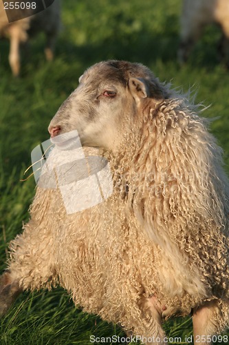 Image of Sheep