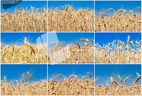 Image of Wheat field
