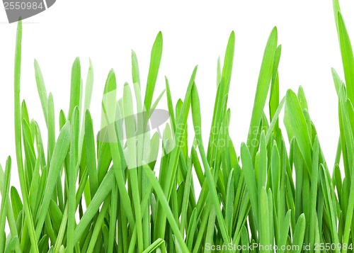 Image of Green grass