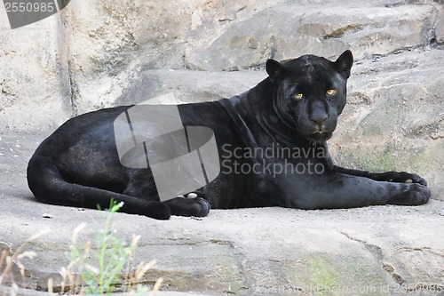 Image of Black panther