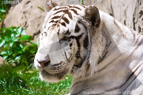 Image of White Tiger