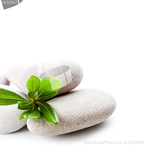 Image of stones and green leaves