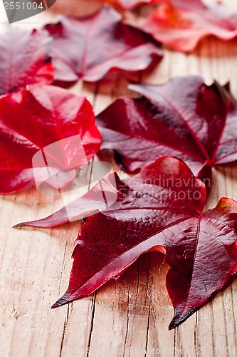 Image of red autumn leaves