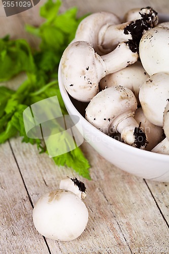 Image of  fresh champignons with parsley in a bowl 