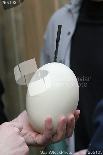 Image of Egg