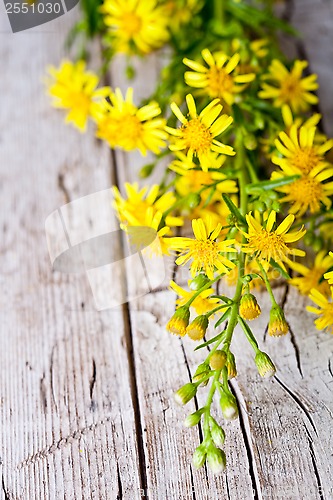 Image of wild yellow flowers