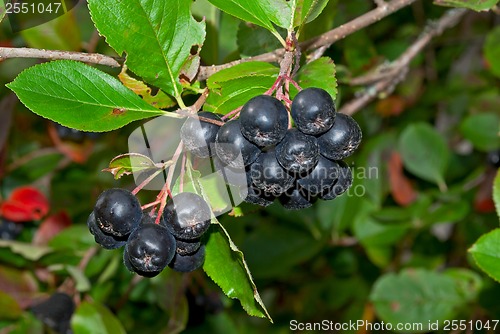 Image of Black chokeberries.