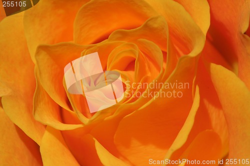 Image of Rose