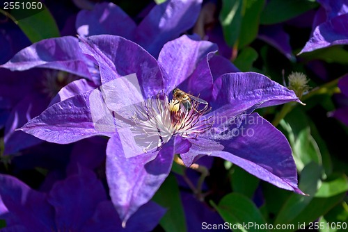 Image of Bee on a flower.