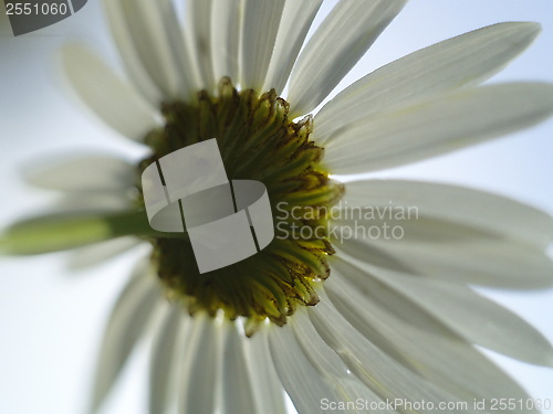 Image of daisy chain