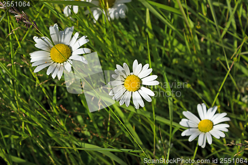 Image of Shasta Daisy