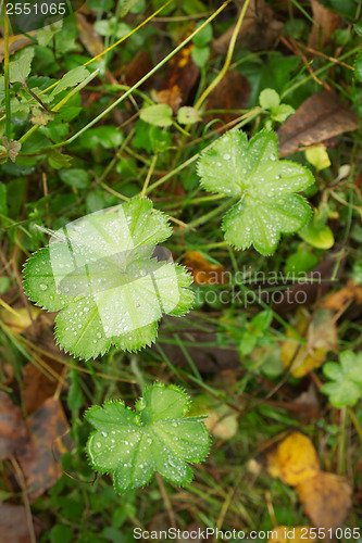 Image of Alchemilla, Lady's mantle.