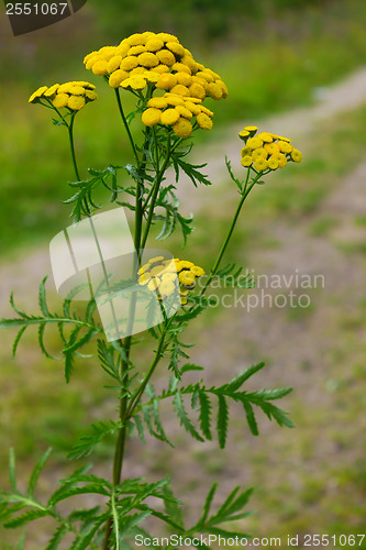 Image of Tansy blooming in July