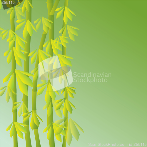 Image of bamboo