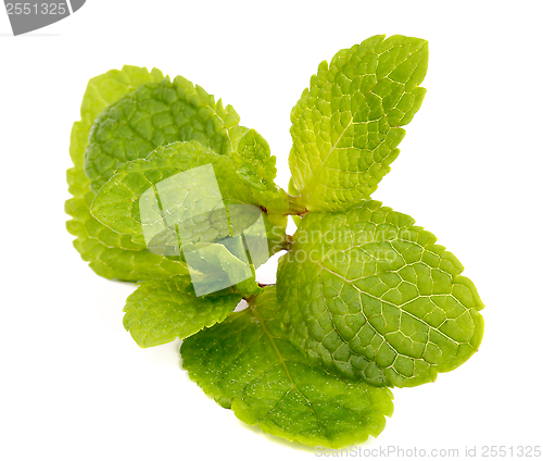 Image of Mint Leafs