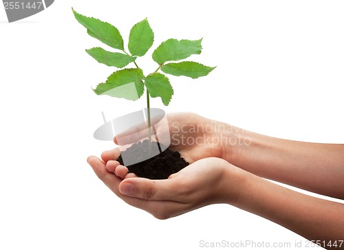 Image of Tree in hands