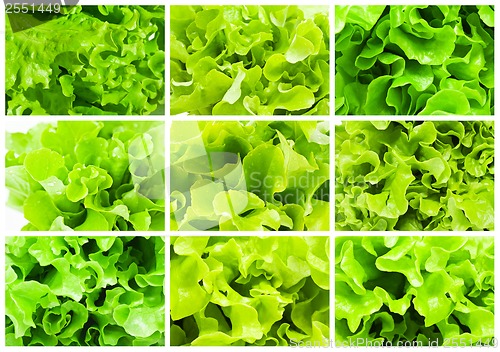 Image of Lettuce