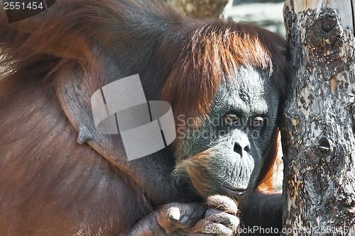 Image of Orangutan