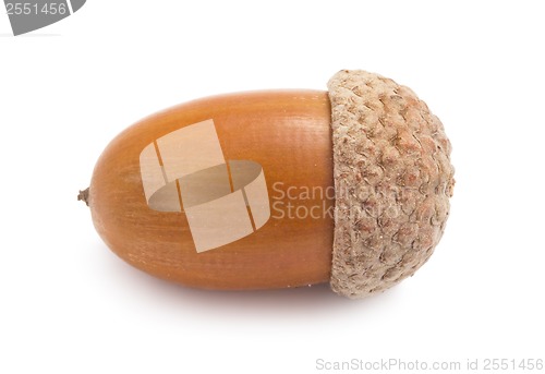 Image of Acorn
