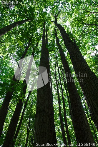Image of Green forest