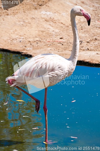 Image of Flamingo