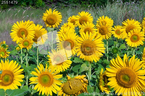 Image of Sunflowers
