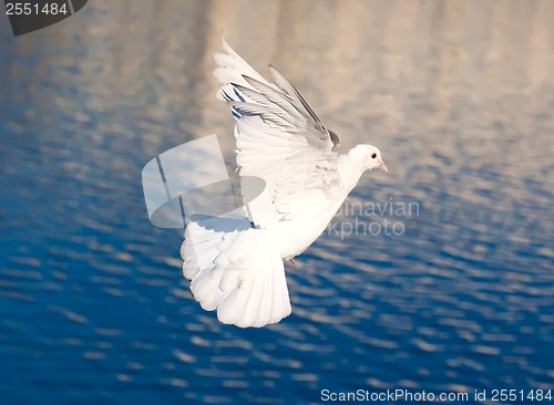 Image of White pigeon