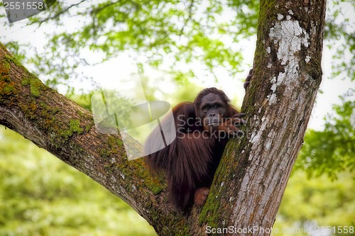 Image of Borneo Orangutan