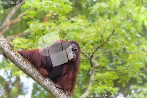 Image of Borneo Orangutan