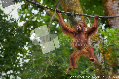 Image of Borneo Orangutan